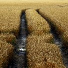 Golden Field